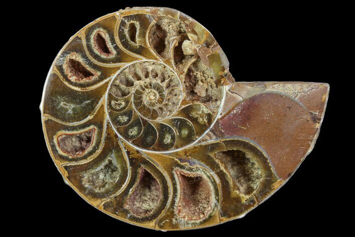 Sliced, Agatized Ammonite Fossil (Half) - Jurassic #100560
